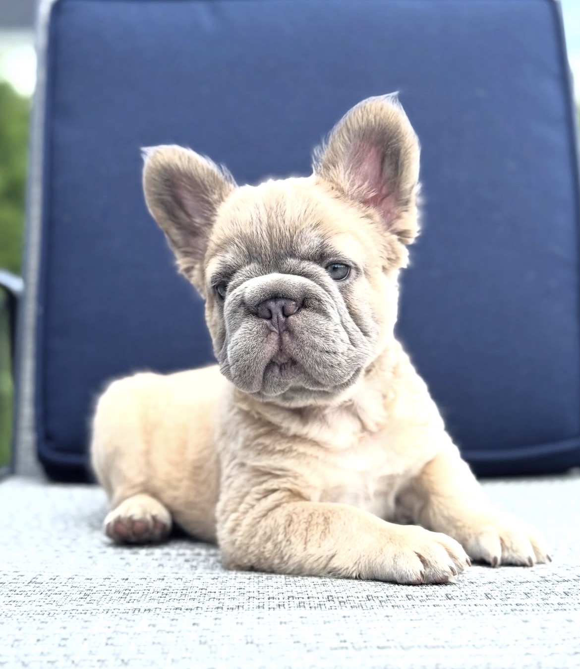 Cream French Bulldog puppy resting on a blue chair
