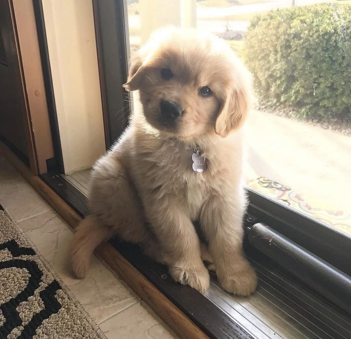 Golden Retriever puppy sitting beside a window