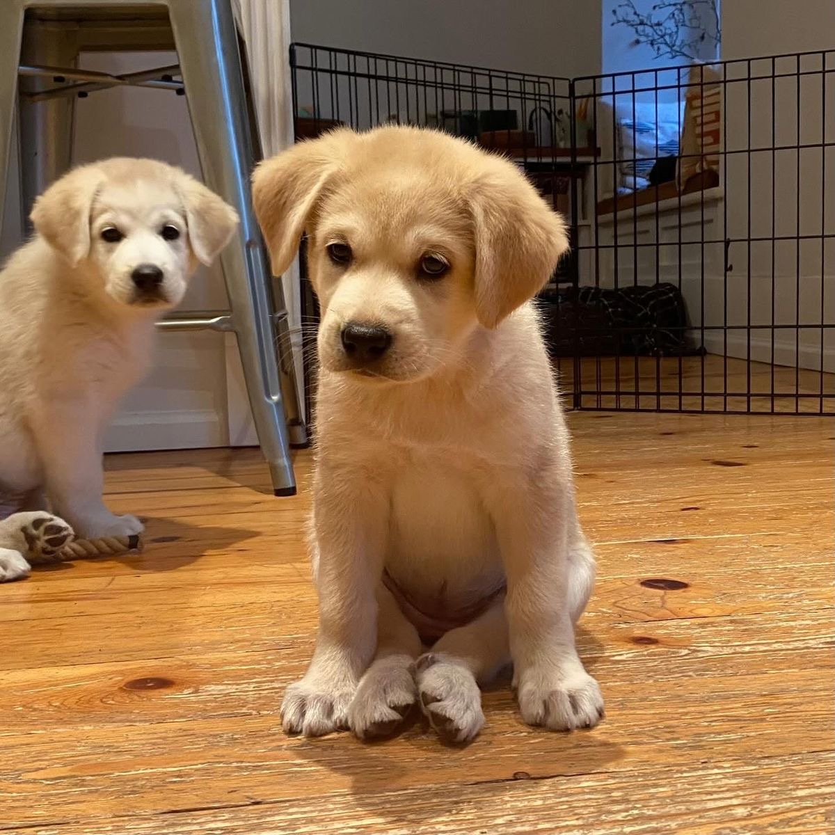Copper, a Labrador Retriever