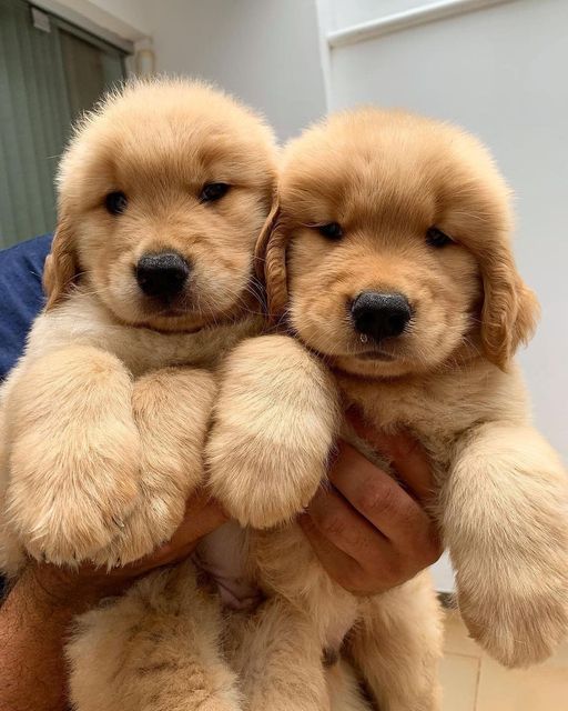 Honey, a Golden Retriever