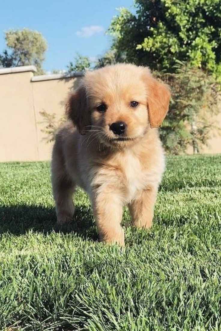Maple, a Golden Retriever
