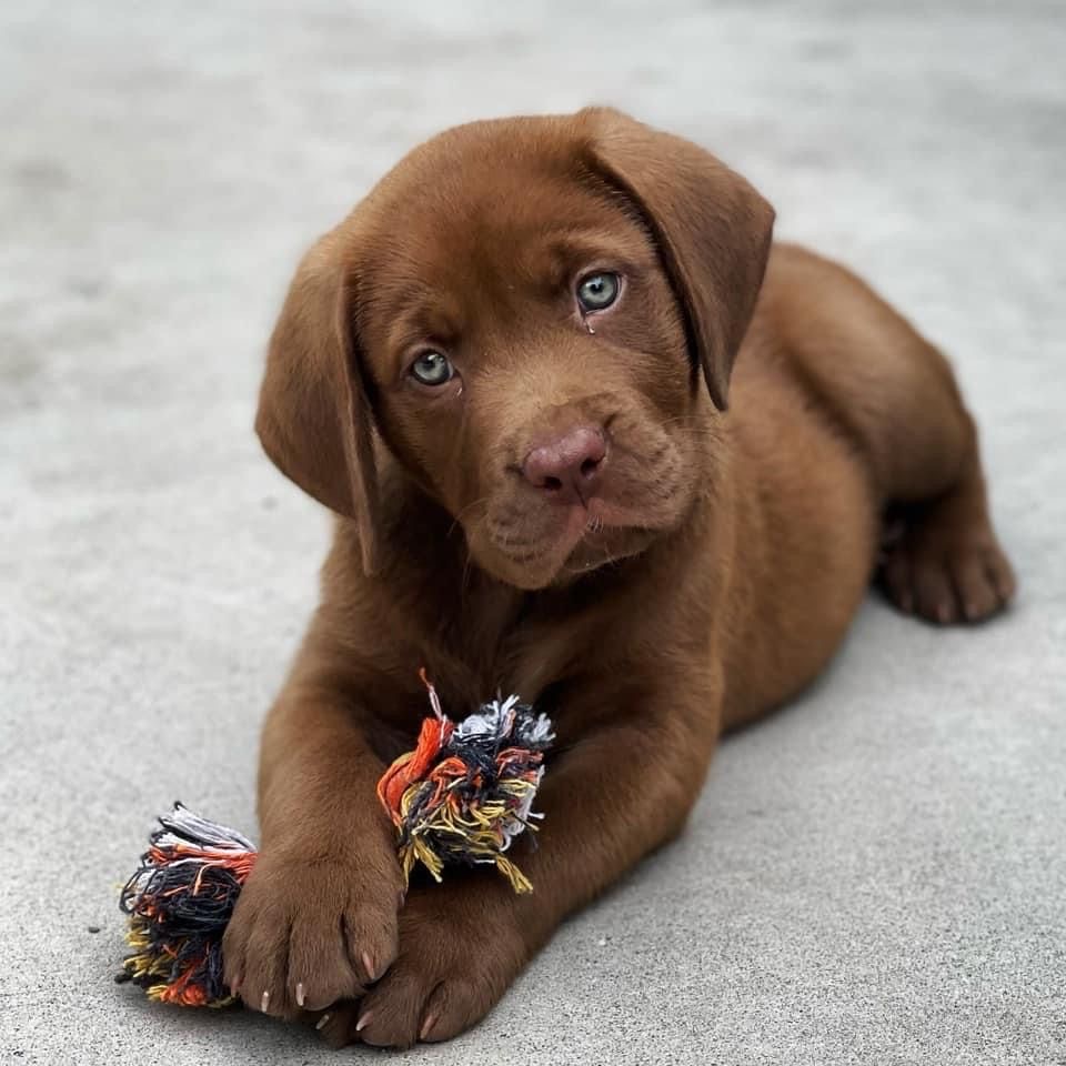 Mocha, a Labrador Retriever