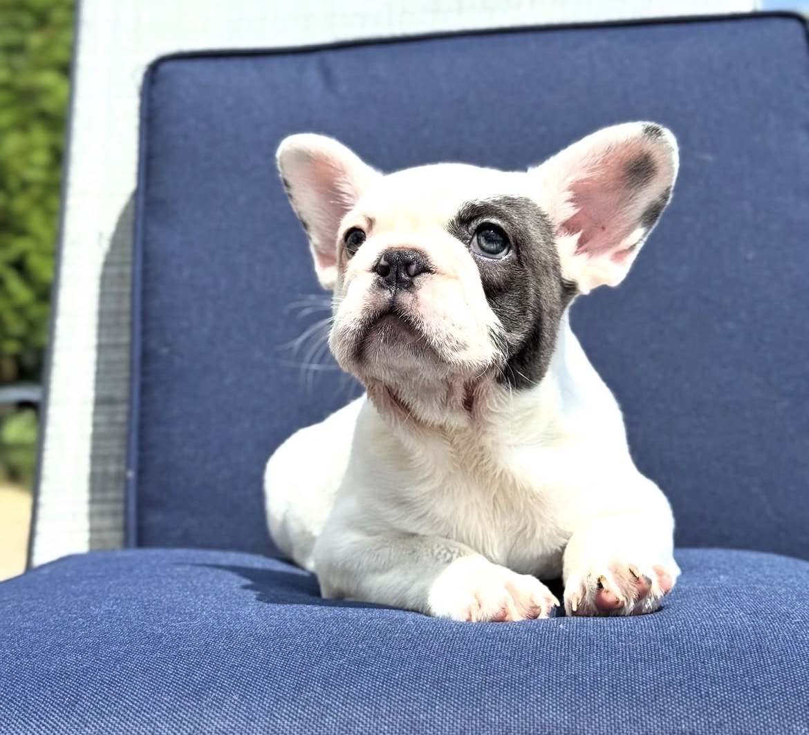 Panda, a French Bulldog