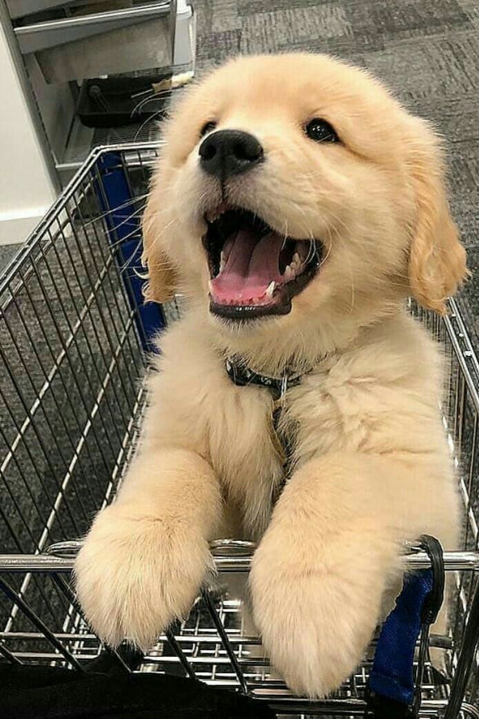Teddy, a Golden Retriever